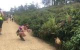 Giải Vietnam Moutain Marathon (VMM 2017) - Chinh phục đỉnh trời Sapa