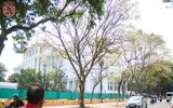 Hà Nội đẹp dịu dàng trong sắc trắng hoa sưa