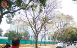 Hà Nội đẹp dịu dàng trong sắc trắng hoa sưa