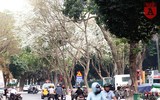 Hà Nội đẹp dịu dàng trong sắc trắng hoa sưa