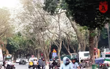 Hà Nội đẹp dịu dàng trong sắc trắng hoa sưa