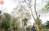 Hà Nội đẹp dịu dàng trong sắc trắng hoa sưa