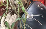 Cận cảnh 
