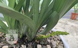 Cận mặt kẻ trộm lan táo tợn tại Hòa Bình lấy sạch toàn bộ lan đột biến trị giá 2,9 tỷ đồng