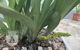 Cận mặt kẻ trộm lan táo tợn tại Hòa Bình lấy sạch toàn bộ lan đột biến trị giá 2,9 tỷ đồng