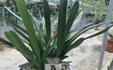 Cận mặt kẻ trộm lan táo tợn tại Hòa Bình lấy sạch toàn bộ lan đột biến trị giá 2,9 tỷ đồng