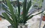 Cận mặt kẻ trộm lan táo tợn tại Hòa Bình lấy sạch toàn bộ lan đột biến trị giá 2,9 tỷ đồng