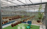 Cận mặt kẻ trộm lan táo tợn tại Hòa Bình lấy sạch toàn bộ lan đột biến trị giá 2,9 tỷ đồng