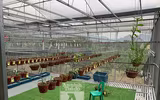 Cận mặt kẻ trộm lan táo tợn tại Hòa Bình lấy sạch toàn bộ lan đột biến trị giá 2,9 tỷ đồng