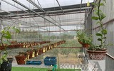 Cận mặt kẻ trộm lan táo tợn tại Hòa Bình lấy sạch toàn bộ lan đột biến trị giá 2,9 tỷ đồng