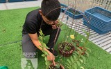 Cận mặt kẻ trộm lan táo tợn tại Hòa Bình lấy sạch toàn bộ lan đột biến trị giá 2,9 tỷ đồng