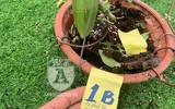 Cận mặt kẻ trộm lan táo tợn tại Hòa Bình lấy sạch toàn bộ lan đột biến trị giá 2,9 tỷ đồng