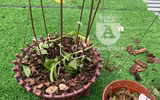 Cận mặt kẻ trộm lan táo tợn tại Hòa Bình lấy sạch toàn bộ lan đột biến trị giá 2,9 tỷ đồng