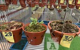 Cận mặt kẻ trộm lan táo tợn tại Hòa Bình lấy sạch toàn bộ lan đột biến trị giá 2,9 tỷ đồng