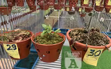 Cận mặt kẻ trộm lan táo tợn tại Hòa Bình lấy sạch toàn bộ lan đột biến trị giá 2,9 tỷ đồng