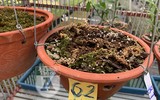 Cận mặt kẻ trộm lan táo tợn tại Hòa Bình lấy sạch toàn bộ lan đột biến trị giá 2,9 tỷ đồng