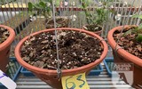 Cận mặt kẻ trộm lan táo tợn tại Hòa Bình lấy sạch toàn bộ lan đột biến trị giá 2,9 tỷ đồng
