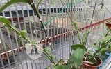 Cận mặt kẻ trộm lan táo tợn tại Hòa Bình lấy sạch toàn bộ lan đột biến trị giá 2,9 tỷ đồng