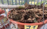 Cận mặt kẻ trộm lan táo tợn tại Hòa Bình lấy sạch toàn bộ lan đột biến trị giá 2,9 tỷ đồng