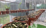 Cận mặt kẻ trộm lan táo tợn tại Hòa Bình lấy sạch toàn bộ lan đột biến trị giá 2,9 tỷ đồng