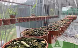 Cận mặt kẻ trộm lan táo tợn tại Hòa Bình lấy sạch toàn bộ lan đột biến trị giá 2,9 tỷ đồng