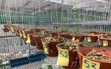 Cận mặt kẻ trộm lan táo tợn tại Hòa Bình lấy sạch toàn bộ lan đột biến trị giá 2,9 tỷ đồng