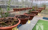 Cận mặt kẻ trộm lan táo tợn tại Hòa Bình lấy sạch toàn bộ lan đột biến trị giá 2,9 tỷ đồng