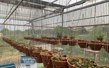 Cận mặt kẻ trộm lan táo tợn tại Hòa Bình lấy sạch toàn bộ lan đột biến trị giá 2,9 tỷ đồng