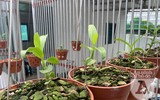 Cận mặt kẻ trộm lan táo tợn tại Hòa Bình lấy sạch toàn bộ lan đột biến trị giá 2,9 tỷ đồng