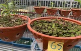 Cận mặt kẻ trộm lan táo tợn tại Hòa Bình lấy sạch toàn bộ lan đột biến trị giá 2,9 tỷ đồng
