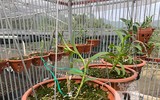Cận mặt kẻ trộm lan táo tợn tại Hòa Bình lấy sạch toàn bộ lan đột biến trị giá 2,9 tỷ đồng