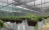 Cận mặt kẻ trộm lan táo tợn tại Hòa Bình lấy sạch toàn bộ lan đột biến trị giá 2,9 tỷ đồng