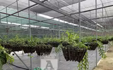 Cận mặt kẻ trộm lan táo tợn tại Hòa Bình lấy sạch toàn bộ lan đột biến trị giá 2,9 tỷ đồng