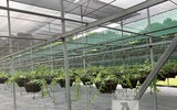 Cận mặt kẻ trộm lan táo tợn tại Hòa Bình lấy sạch toàn bộ lan đột biến trị giá 2,9 tỷ đồng