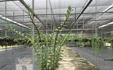 Cận mặt kẻ trộm lan táo tợn tại Hòa Bình lấy sạch toàn bộ lan đột biến trị giá 2,9 tỷ đồng