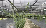 Cận mặt kẻ trộm lan táo tợn tại Hòa Bình lấy sạch toàn bộ lan đột biến trị giá 2,9 tỷ đồng