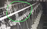 Cận mặt kẻ trộm lan táo tợn tại Hòa Bình lấy sạch toàn bộ lan đột biến trị giá 2,9 tỷ đồng