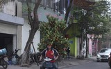 Phố phường Hà Nội ngập tràn không khí Tết
