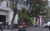 Phố phường Hà Nội ngập tràn không khí Tết