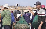 [Ảnh] Lao xao chợ cá một vùng quê miền biển
