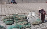 [Ảnh] Lao xao chợ cá một vùng quê miền biển