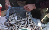 [Ảnh] Lao xao chợ cá một vùng quê miền biển