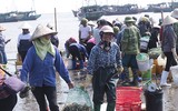 [Ảnh] Lao xao chợ cá một vùng quê miền biển