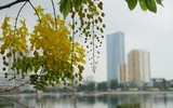 Ngơ ngẩn ngắm muồng hoàng yến nở vàng rực giữa trời Hà Nội