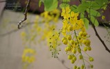 Ngơ ngẩn ngắm muồng hoàng yến nở vàng rực giữa trời Hà Nội