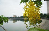 Ngơ ngẩn ngắm muồng hoàng yến nở vàng rực giữa trời Hà Nội