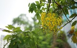 Ngơ ngẩn ngắm muồng hoàng yến nở vàng rực giữa trời Hà Nội