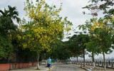 Ngơ ngẩn ngắm muồng hoàng yến nở vàng rực giữa trời Hà Nội