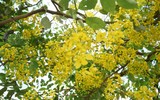 Ngơ ngẩn ngắm muồng hoàng yến nở vàng rực giữa trời Hà Nội