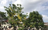 Ngơ ngẩn ngắm muồng hoàng yến nở vàng rực giữa trời Hà Nội